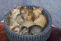 Sleeping Ocicat kittens {Felis catus} in basket
