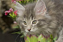 Norwegian forest cat {Felis catus} portrait