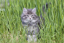 Norwegian forest cat {Felis catus}