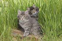 Two Norwegian forest cats {Felis catus}