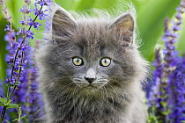 Norwegian forest cat {Felis catus} face portrait