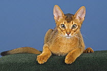 Abyssinian kitten {Felis catus} portrait