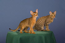 Abyssinian and Ocicat kittens