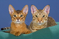 Abyssinian and Ocicat cat portrait