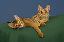 Abyssinian and Ocicat cat portrait