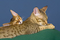 Two cats sleeping {Felis catus}