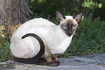 Siamese cat {Felis catus}