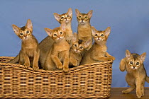Group of Abyssinian kittens {Felis catus} in basket