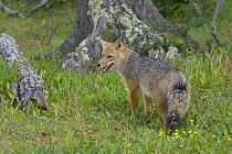 Culpeo / South American red fox (Pseudalopex / Dusicyon culpaeus). Tierra del Fuego, Argentina.
