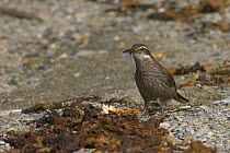 Dark-bellied cinclodes (Cinclodes patagonicus) catching insects on shore. Tierra del Fuego, Argentina.
