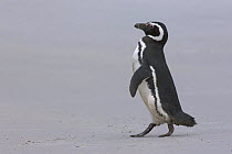 Magellanic penguin (Spheniscus magellanicus) walking on beach. Gypsy Cove, East Falkland Island.