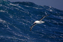 Black-browed albatross (Thalassarche melanophrys) in flight over ocean, Drake Passage, Southern Ocean, Antarctica.