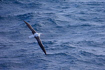 Southern royal albatross (Diomedea epomophora) juvenile in flight over ocean, Drake Passage, Southern Ocean, Antarctica.