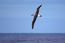 Grey-headed albatross (Diomedea / Thalassarche chrysostoma) in flight. South Georgia, Antarctica