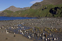Breeding colony of King penguins (Aptenodytes patagonicus) Right Whale Bay, South Georgia, Antarctica, January 2007
