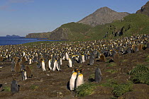 Breeding colony of King penguins (Aptenodytes patagonicus) Right Whale Bay, South Georgia, Antarctica.  January 2007