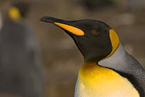 King penguin (Aptenodytes patagonicus) close-up. Right Whale Bay, South Georgia, Antarctica.