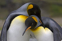 King penguins (Aptenodytes patagonicus) allo-preening. Fortuna Bay, South Georgia, Antarctica.