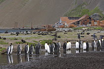 King penguins (Aptenodytes patagonicus) and Antarctic fur seals (Arctocephalus gazella) by old whaling station. Stromness, South Georgia, Antarctica. January 2007