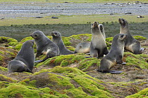 Antarctic fur seals (Arctocephalus gazella). Stromness Bay, South Georgia, Antarctica.