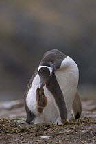 Gentoo penguin (Pygoscelis papua) adult preening. Stromness, South Georgia, Antarctica.