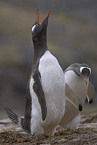 Gentoo penguin (Pygoscelis papua) displaying pair. Stromness, South Georgia, Antarctica.