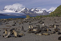 Breeding colony of Antarctic fur seals (Arctocephalus gazella) Prion Islet, Bay of Isles, South Georgia, Antarctica. January 2007