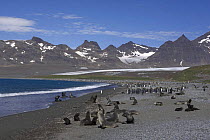 Breeding colony of Antarctic fur seals (Arctocephalus gazella) and king penguins (Aptenodytes patagonicus). Salisbury Plain, South Georgia, Antarctica. January 2007