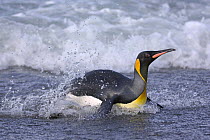 King penguin (Aptenodytes patagonicus) surfing ashore. Salisbury Plain, South Georgia, Antarctica.