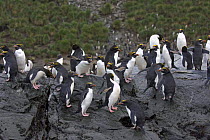 Macaroni penguins (Eudyptes chrysolophus) adults gathering on sea shore. South Georgia, Antarctica.