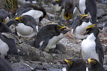 Macaroni penguin (Eudyptes chrysolophus) rookery. Cooper Bay, South Georgia, Antarctica. January 2007