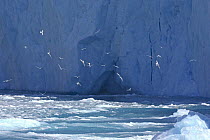 Antarctic terns (Sterna vittata) feeding at glacier face, Drygalski Fjord, South Georgia, Antarctica. January 2007