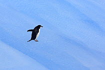 Chinstrap penguin (Pygoscelis antarctica) on blue iceberg. South Orkney Isles, Antarctica.