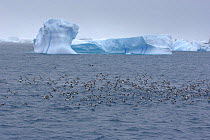 Feeding flock of Pintado / Cape petrels (Daption capense) Laurie Island, South Orkney Isles, Antarctica.