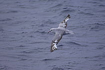 Southern fulmar (Fulmarus glacialoides) in flight. Southern Ocean near South Shetland Isles, Antarctica.