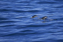Chinstrap penguins (Pygoscelis antarctica) porpoising. Southern ocean off South Shetland Isles, Antarctica.