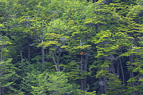 Southern beech (Nothofagus sp.) trees in temperate rainforest. Tierra del Fuego National Park, Argentina.