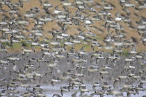 Flock of knot (Calidris canutus) in flight. Snettisham RSPB reserve, Norfolk, England.