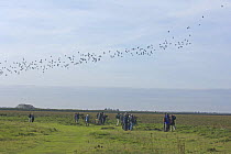 Birdwatchers at Snettisham RSPB reserve, Norfolk, England, watching flock of knot (Calidris canutus) leave roost. October.
