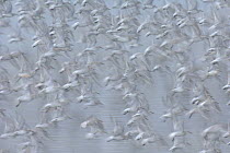 Abstract flock of knot (Calidris canutus) in flight. Snettisham RSPB reserve, Norfolk, England.