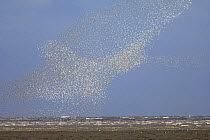 Flock of knot (Calidris canutus) in flight on flooding tide. Snettisham RSPB reserve, Norfolk, England.