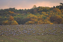Pink-footed geese (Anser brachyrhynchus) flock feeding in sugar beet field. Norfolk, England. November.