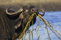 Buffalo {Syncerus caffer} feeding in Chobe River, Chobe National Park, Botswana