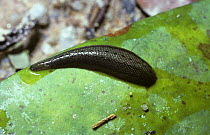 Leech {Haemadipsa zeylanica} engorged with blood after feeding, in rainforest, Thailand