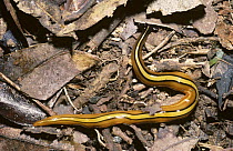 Terrestrial flatworm / Planarian, crawling across damp rainforest floor, Madagascar