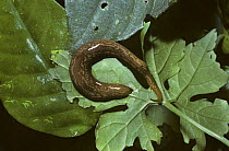 Terrestrial flatworm / Planarian, crawling across leaves in rainforest, Trinidad