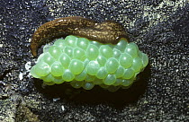 Terrestrial flatworm / Planarian, feeding on snail's  eggs, Trinidad