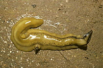 Terrestrial flatworm / Planarian, crawling across rainforest floor, Trinidad Note - Digestive enzymes secreted from mouth, located in centre of body, to begin external digestion