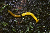 Terrestrial flatworm {Bipalium sp.} with warning coloures, Malaysia