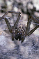 Cobweb / House spider {Tegenaria duellica / gigantea} face portrait of immature male, UK